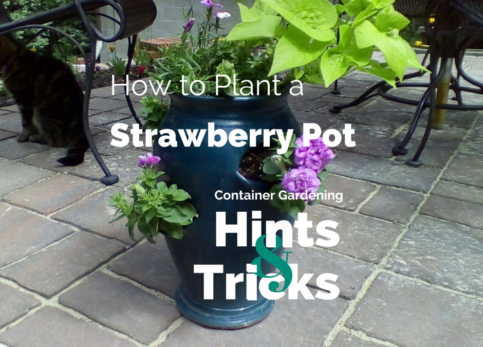 Container Gardening ~Strawberry Style